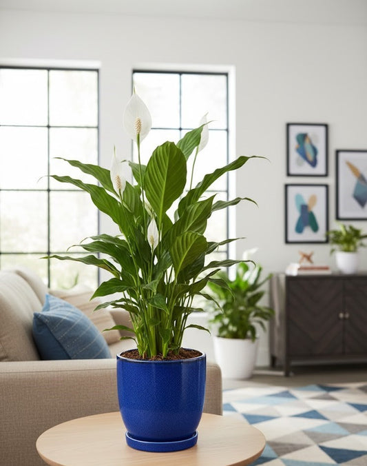 Spathiphyllum Einblatt 60cm hoch Natürlicher Luftreiniger Pflegeleicht Büro