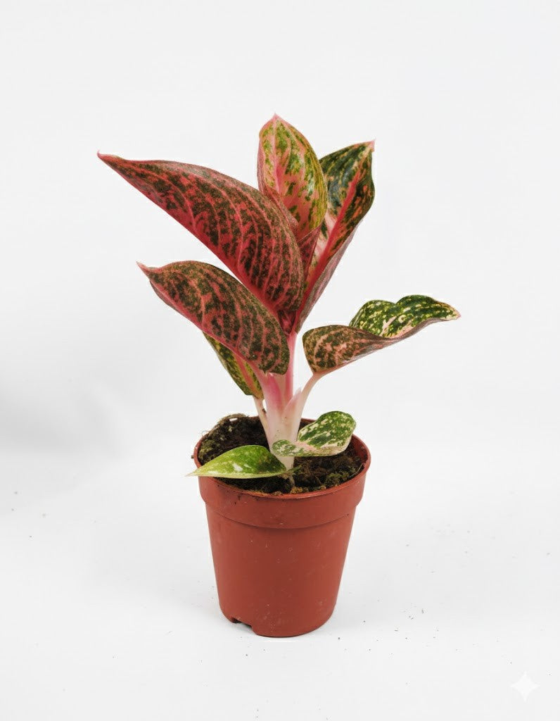 Aglaonema Buntblättriger Kolbenfaden tolle Sorten 9cm ca. 25-30cm hoch