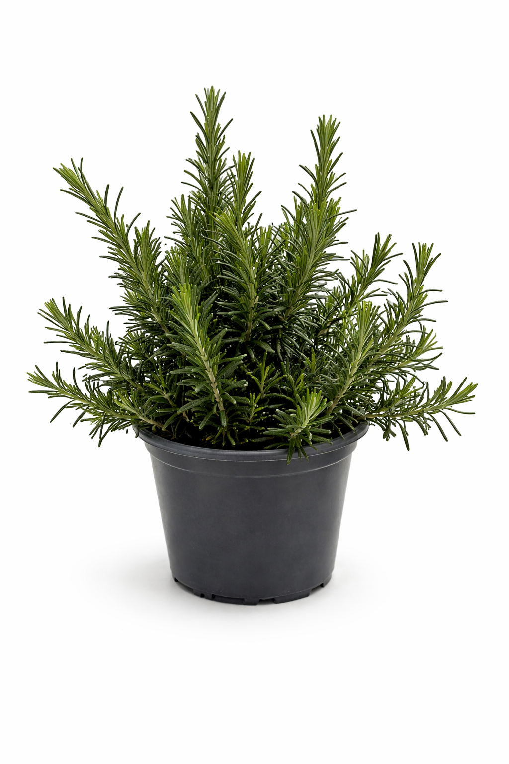 Rosmarin Kräuter Pflanze im Topf (Rosmarinus) Aromatisches Küchenkraut