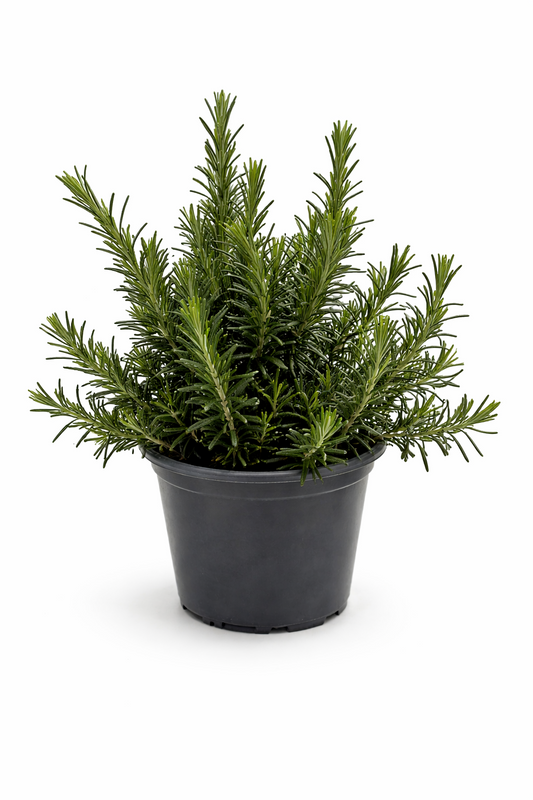 Rosmarin Kräuter Pflanze im Topf (Rosmarinus) Aromatisches Küchenkraut