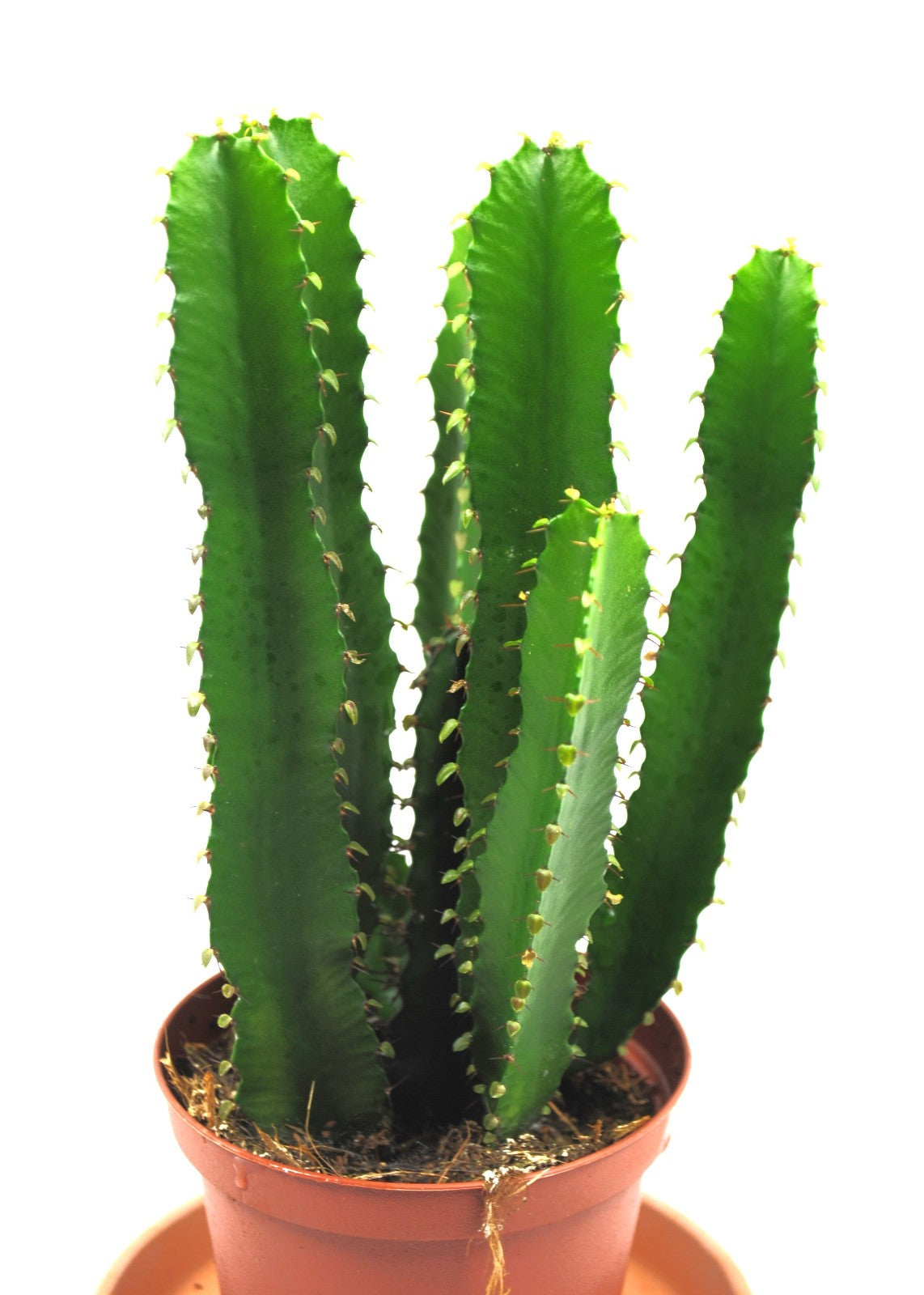 Euphorbia ingens kräftige sukkulente Pflanzen schön verzweigt ca.20cm 12er Topf