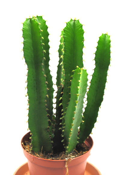 Euphorbia ingens kräftige sukkulente Pflanzen schön verzweigt ca.20cm 12er Topf