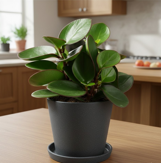 Stylische Peperomia clusiifolia | 17cm hoch | Rarität mit dunkelrotem Blattrand