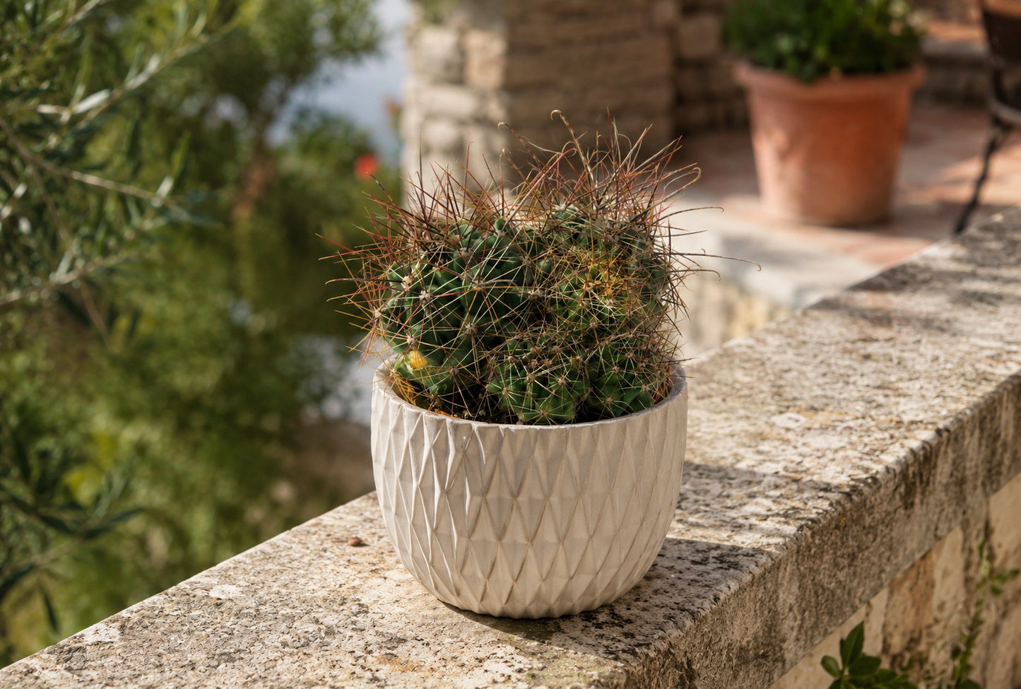 Ferocactus hamatacanthus,große Pflanzegruppe,12er Topf,Kakteen,Sukkulente K 31