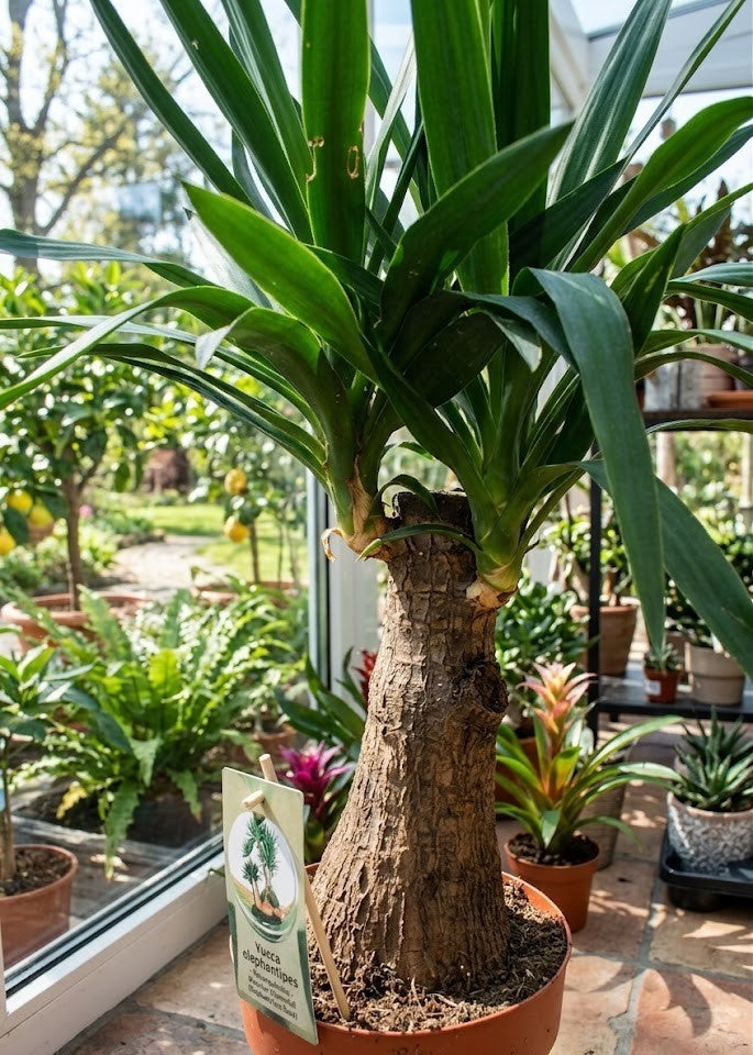 Yucca Gigantea 90cm markanter Stamm  Zimmerpflanze pflegeleicht Riesen-Palmlilie