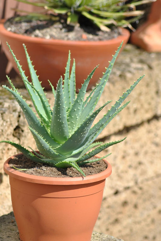 Aloe arborescens,große kräftige Heilaloe,12er Topf,bis 30cm hoch