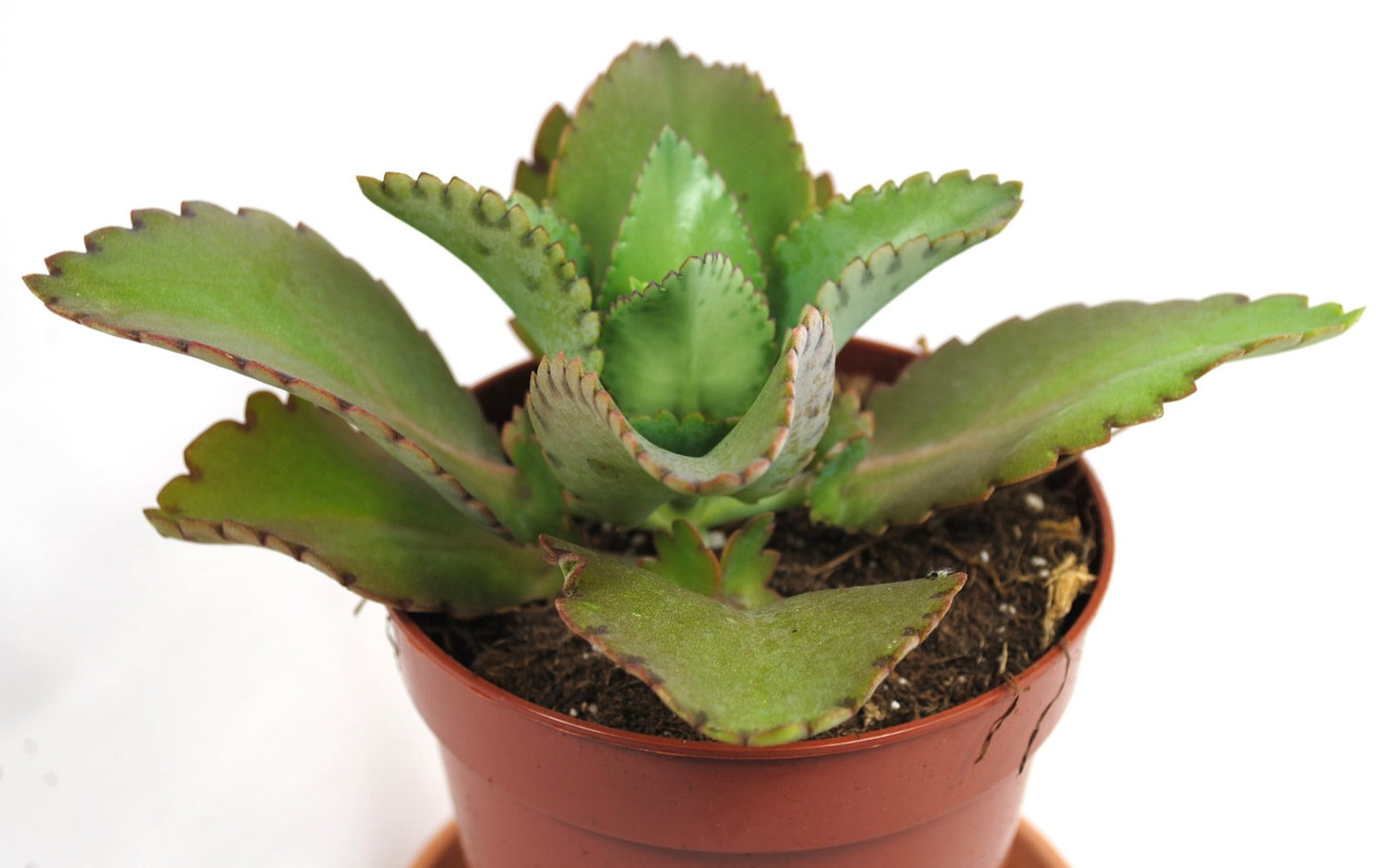 Kalanchoe lativirens Brutblatt exoische Sukkulente  pflegeleichte  Zimmerpflanze