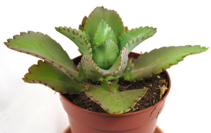 Kalanchoe lativirens Brutblatt exoische Sukkulente  pflegeleichte  Zimmerpflanze