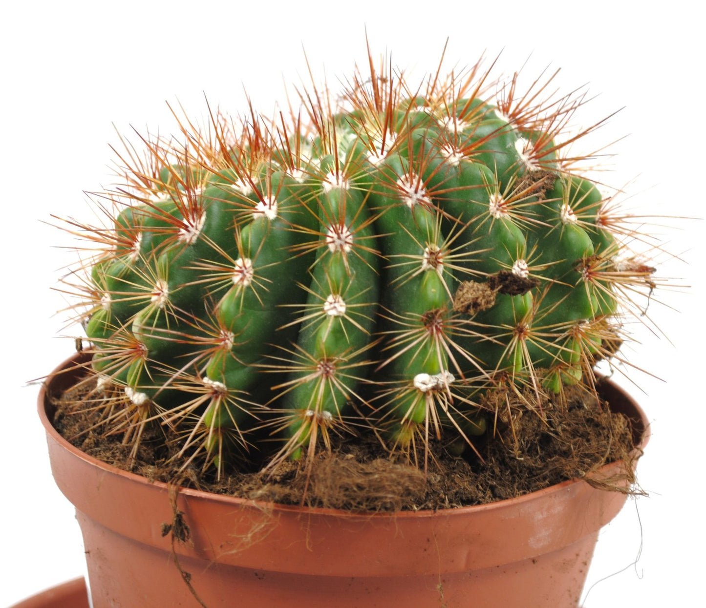 Parodia horstii Kaktus 14er Topf Notocactus selten  Rarität blühfreudig K 38