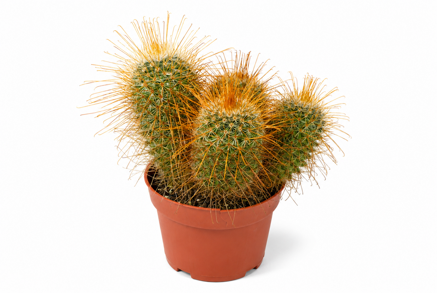 Mammillaria spinosissima Kaktus 14er Topf  lange gekrümmte Dornen Gruppe K 39