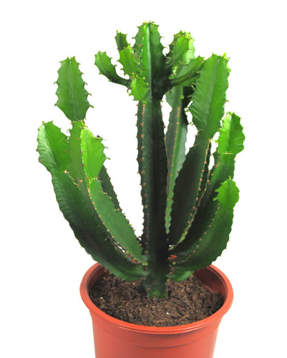 Euphorbia ingens,kräftige sukkulente Pflanzen,schön verzweigt,ca.45cm,17er Topf