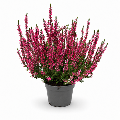 Heide Garden Girls Knospenheide Calluna vulgaris Winterhart Mix Rot Twin 3-9er