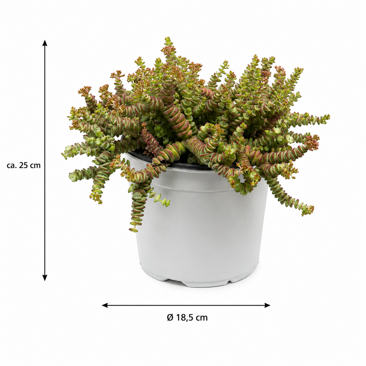 Crassula Hottentot – Exotische Sukkulente ca. 25 cm Pflegeleichte Zimmerpflanze