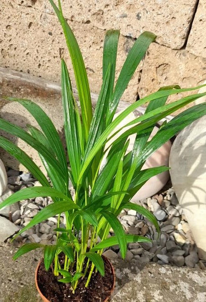 Areca Palme,tropische Goldfruchtpalme,Madagaskar,35cm,dekorative Zimmerpflanze