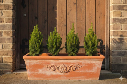 Zuckerhutfichte Picea glauca ‘Conica’ immergrün 50cm für Winterdeko Garten