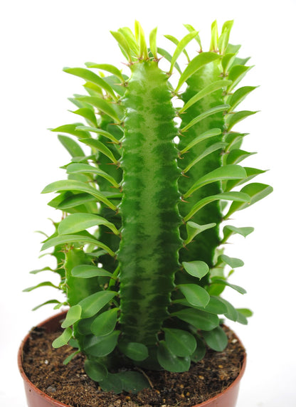Euphorbia Trigona 20cm hoch- Afrikanischer Milchbaum Sukkulente 12cm Topf