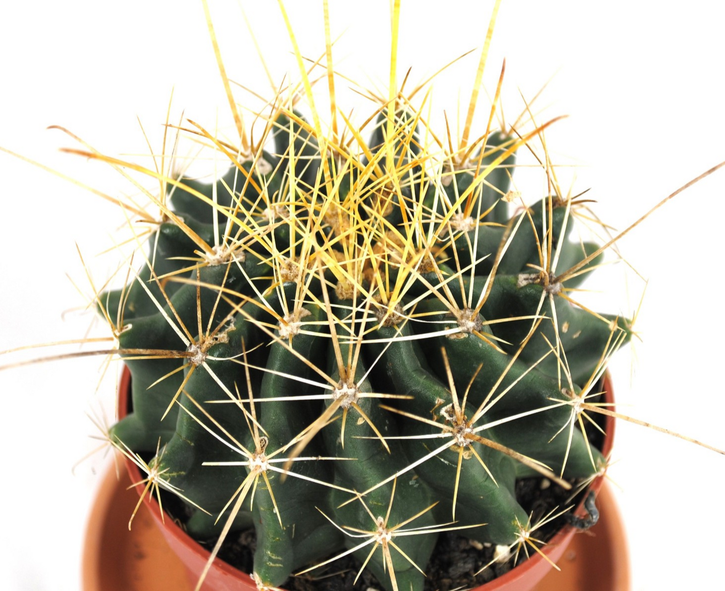 Ferocactus histrix Kugelkaktus große Pflanze 20er Topf Kakteen Sukkulente K 27