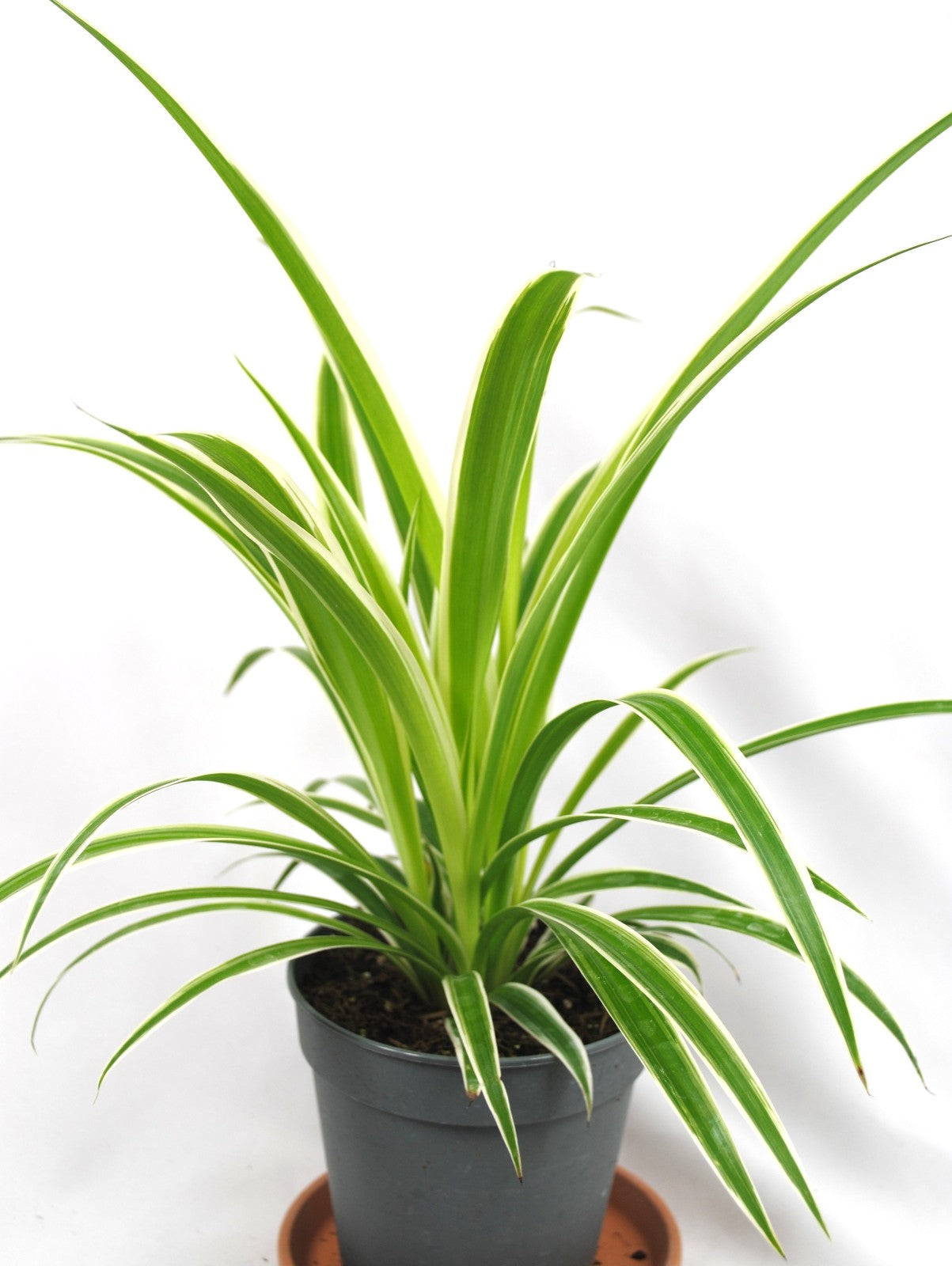 Grünlilie (Chlorophytum) ca. 40cm – Pflegeleichte Zimmerpflanze & Luftreiniger