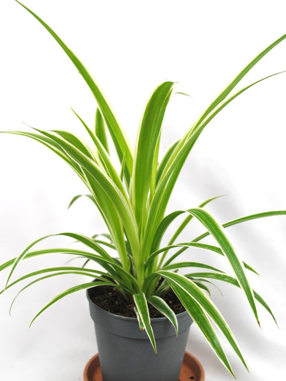 Grünlilie (Chlorophytum) ca. 40cm – Pflegeleichte Zimmerpflanze & Luftreiniger