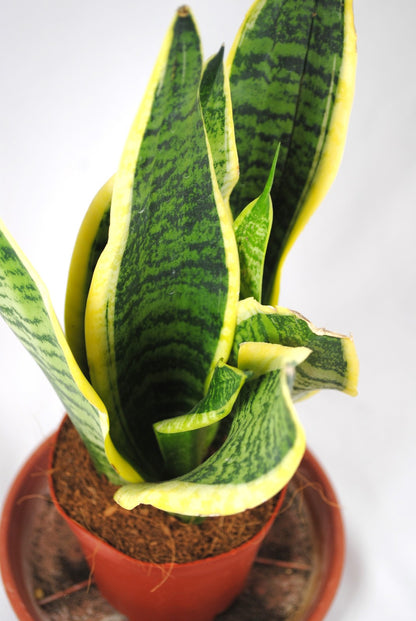 Sansevieria trifasciata Bogenhanf pflegeleicht Zimmerpflanze ca.35cm hoch