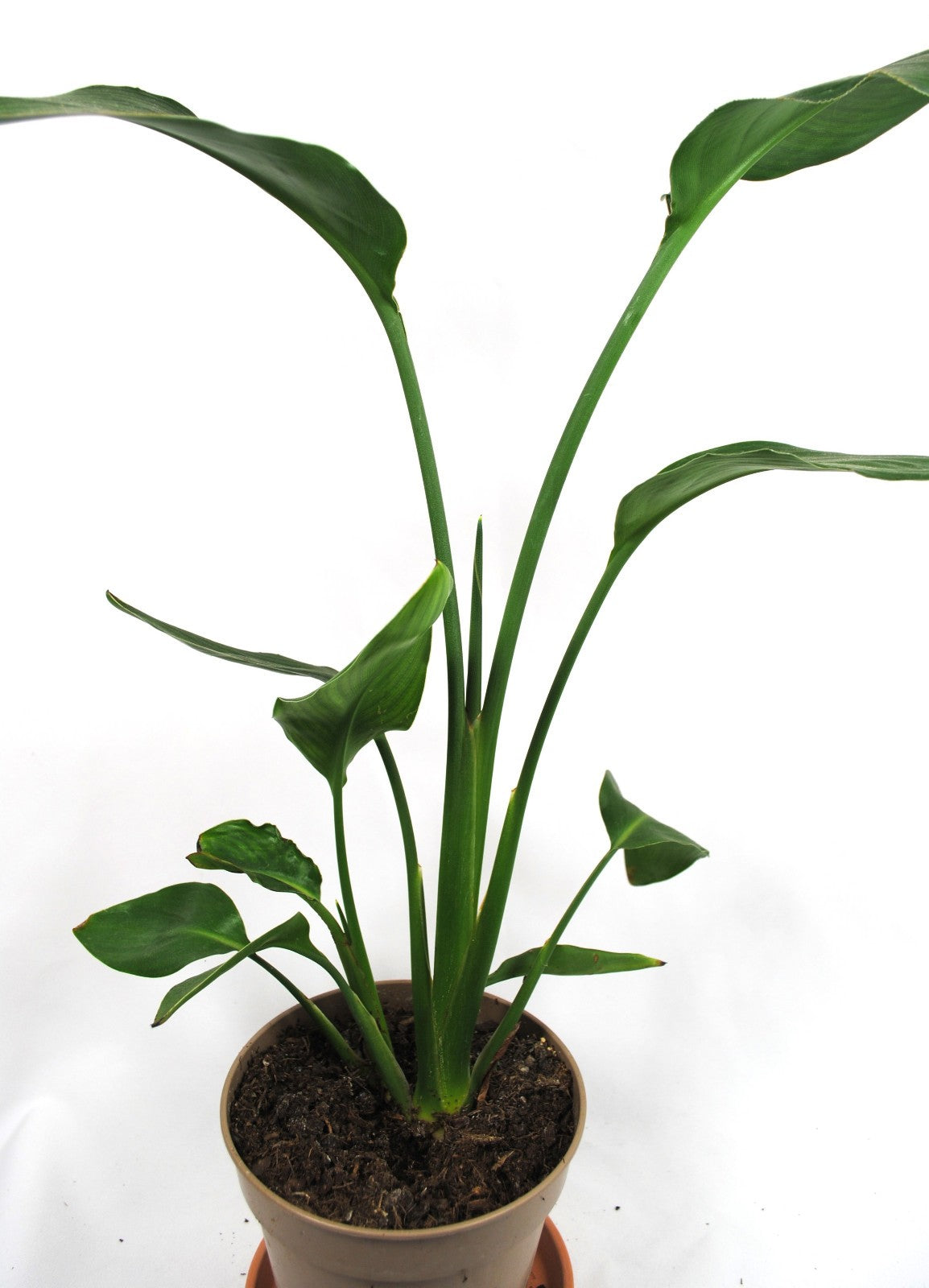 Strelitzia reginae 🌿 Paradiesvogelblume – Tropische Zimmerpflanze, pflegeleicht