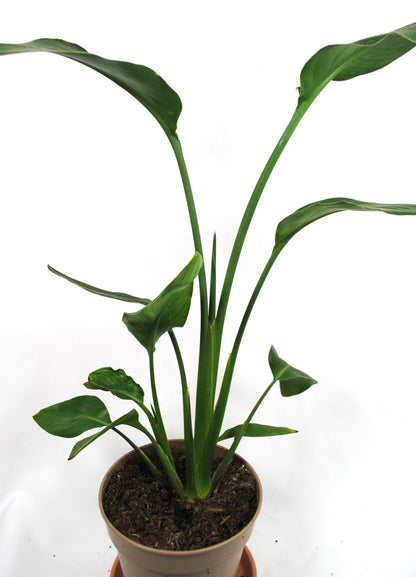 Strelitzia reginae 🌿 Paradiesvogelblume – Tropische Zimmerpflanze, pflegeleicht