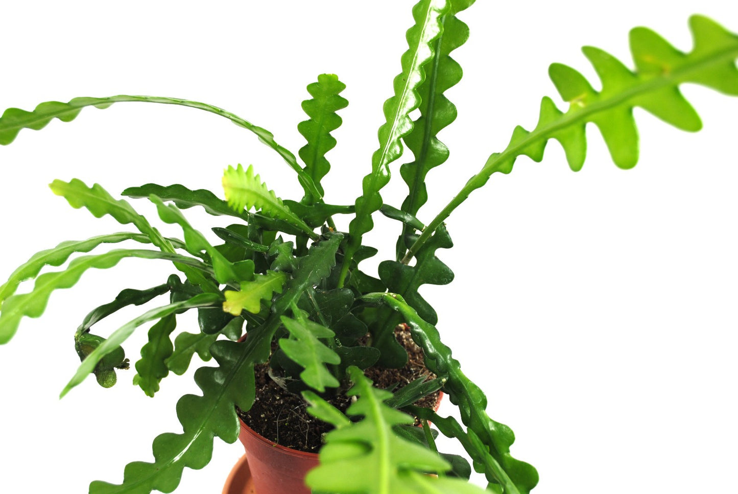 Sägeblattkaktus ca. 40cm – Epiphyllum anguliger – Ampel-Hängepflanze Rarität