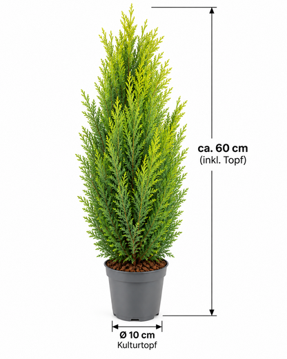 Scheinzypresse Chamaecyparis lawsoniana 4 Sorten winterhart immergrün Konifere