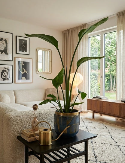 Strelitzia reginae 🌿 Paradiesvogelblume – Tropische Zimmerpflanze, pflegeleicht