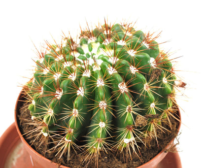 Parodia horstii Kaktus 14er Topf Notocactus selten  Rarität blühfreudig K 38
