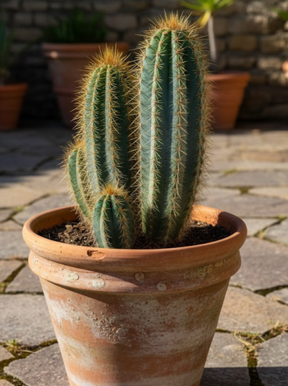 Pilosocereus pachycladus Säulenkaktus Kakteengruppe 5-6 Pflanzen 17er Topf K 22