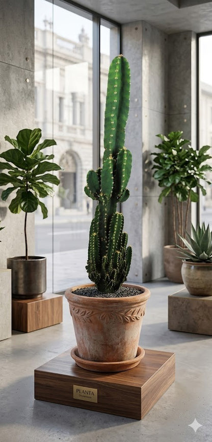 Acanthocereus tetragonus ,Imposanter Säulenkaktus, ca. 70cm, pflegeleicht
