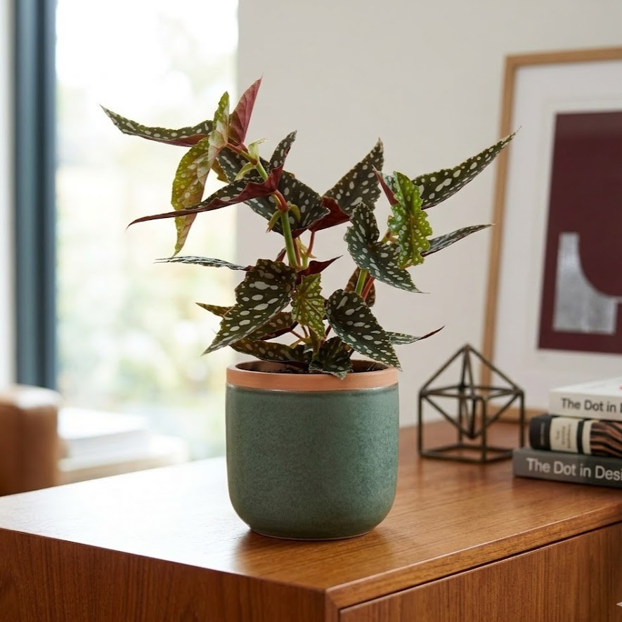 Begonia Maculata – Forellenbegonie – Polka Dot Pflanze –sehr dekorativ - ca.30cm