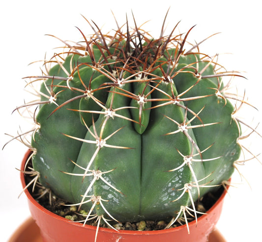 Melocactus maxonii,Kugelkaktus,Kakteen,Sukkulenten,11er Topf,K 16