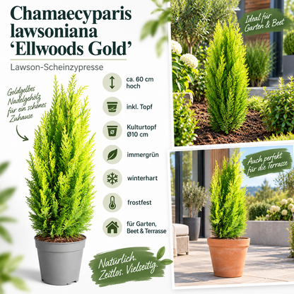 Scheinzypresse Chamaecyparis lawsoniana 4 Sorten winterhart immergrün Konifere