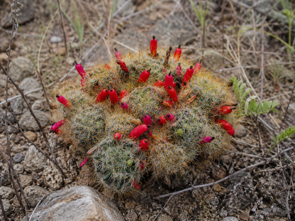 Mammillaria prolifera Warzenkaktus im 12cm Topf rote Früchte | Rarität K 32