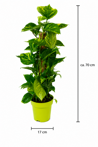 Goldene Efeutute Epipremnum aureum ca. 70cm Zimmerpflanze Rankpflanze Moosstab