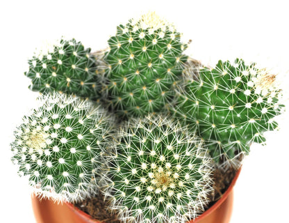 Mammilaria spinosissma weiß große Pflanzengruppe 11erTopf Kakteen Sukkulente K 3