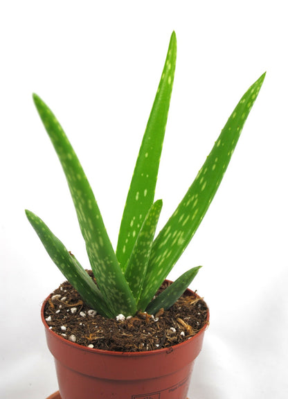 Echte Aloe Vera medizinisch Kosmetik 25cm sehr üppige Pflanzen im 12er Topf