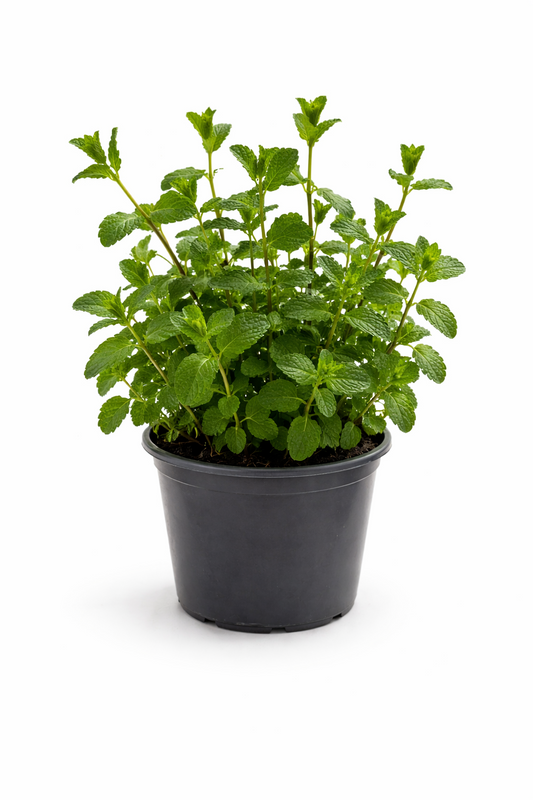 Pfefferminze Kräuter Pflanze im Topf (Mentha) Aromatisches Küchenkraut
