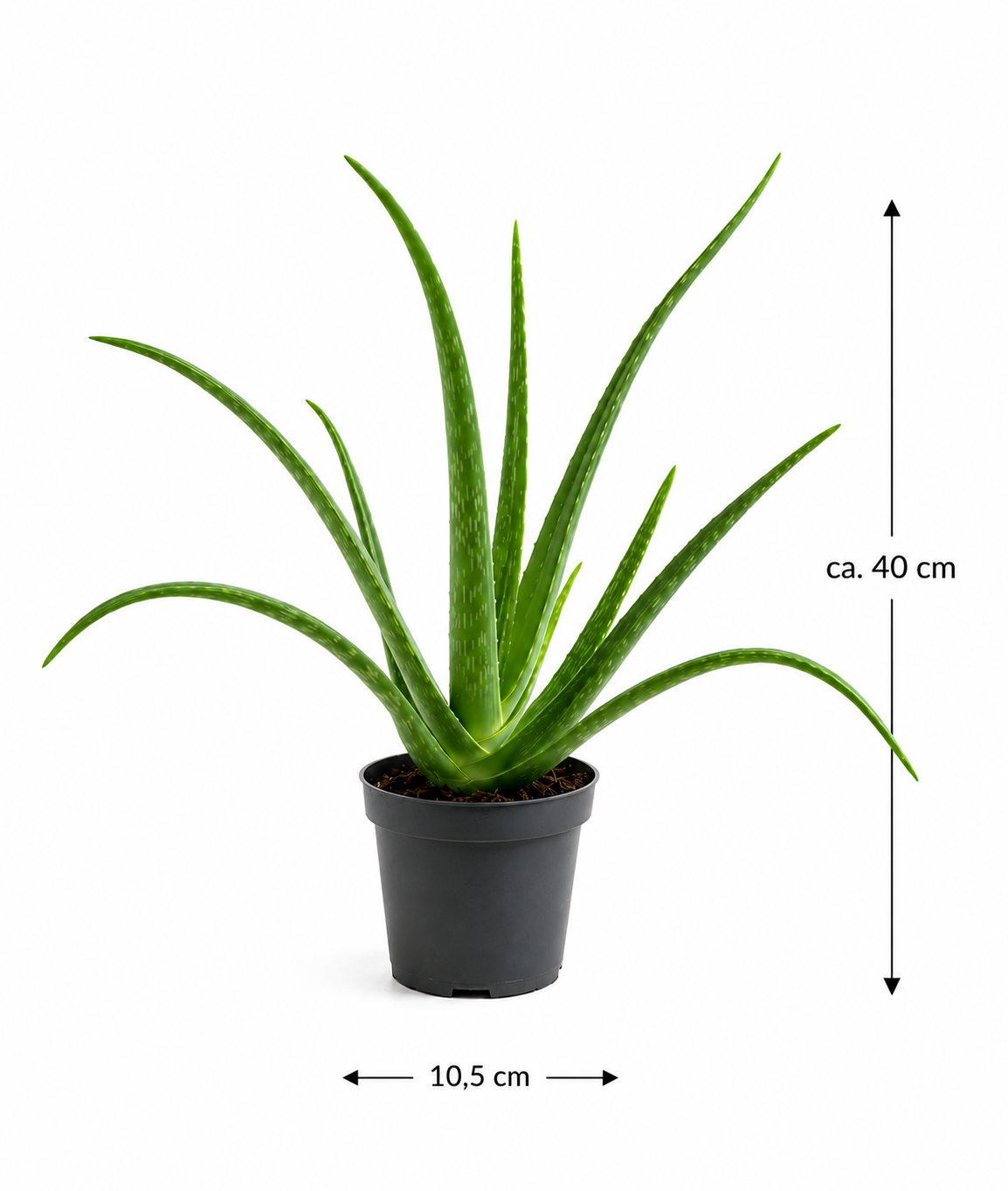 Echte Aloe Vera Pflanze ca. 40 cm Heilpflanze Sukkulente pflegeleicht Bad Büro