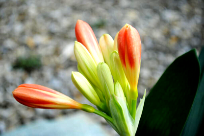 Clivia Miniata - Riemenblatt– ca. 40cm – Blühend/mit Knospe – Zimmerpflanze