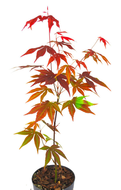 Roter Zwergahorn Acer palmatum Atropurpureum - 50-60 cm - Japanischer Ahorn
