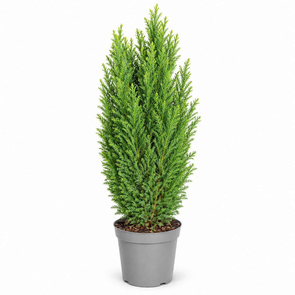 Scheinzypresse Chamaecyparis lawsoniana 4 Sorten winterhart immergrün Konifere