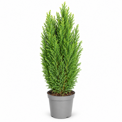 Scheinzypresse Chamaecyparis lawsoniana 4 Sorten winterhart immergrün Konifere