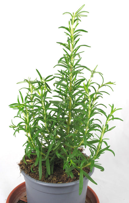 Rosmarinus officinalis Gewürzpflanze Küche Garten Kräuterpflanze winterhart 30cm