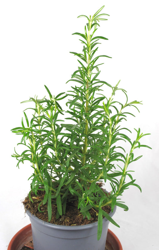 Rosmarinus officinalis,Gewürzpflanze,Küche,Garten,Kräuterpflanze,winterhart,30cm