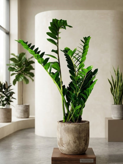 Zamioculcas Zamiifolia – Glücksfeder ca. 100cm, XXL Zimmerpflanze, pflegeleicht
