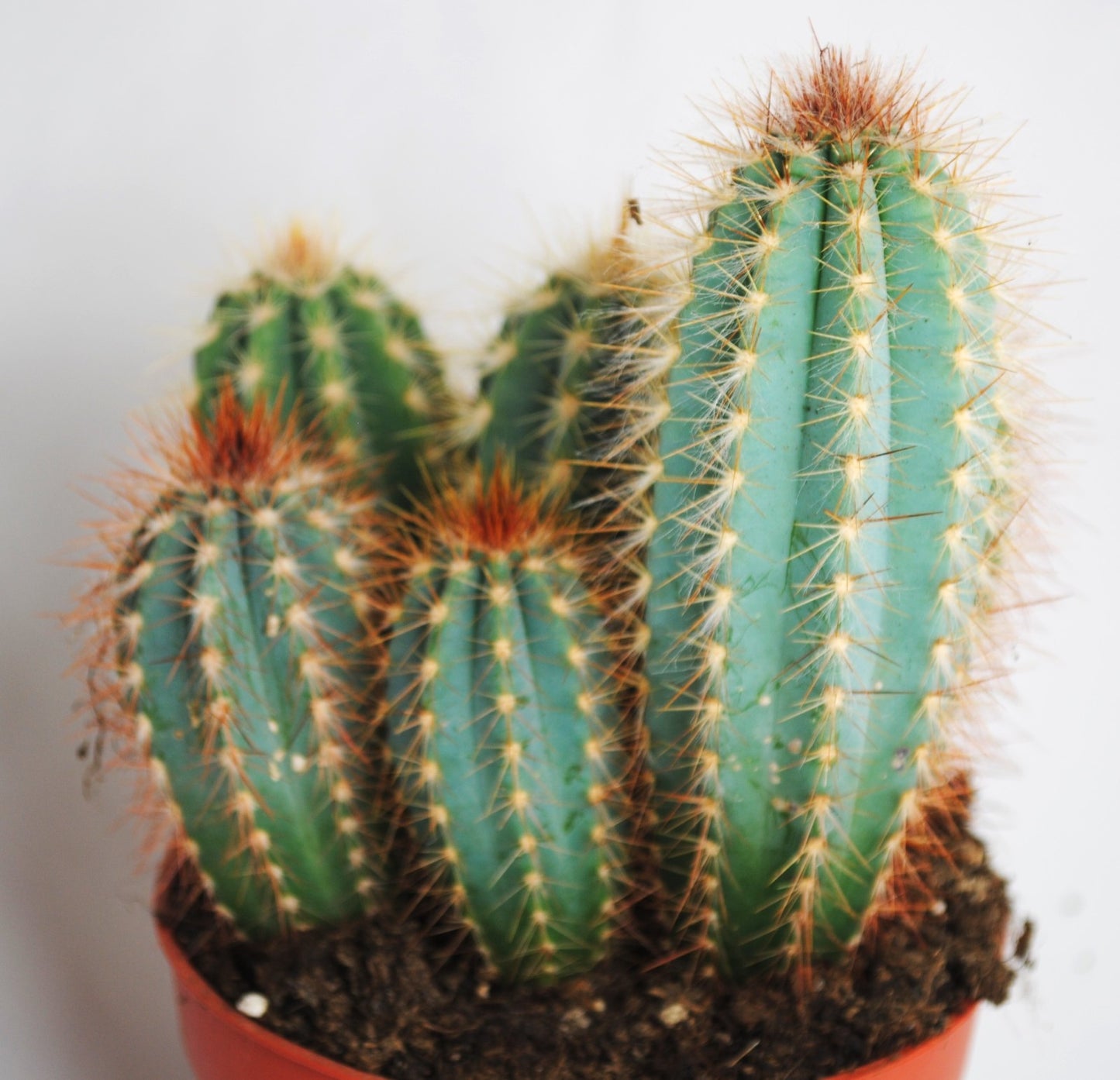 Echinocereus,Säulenkaktus,üppige Kakteengruppe,5-6 Pflanzen,10er Topf