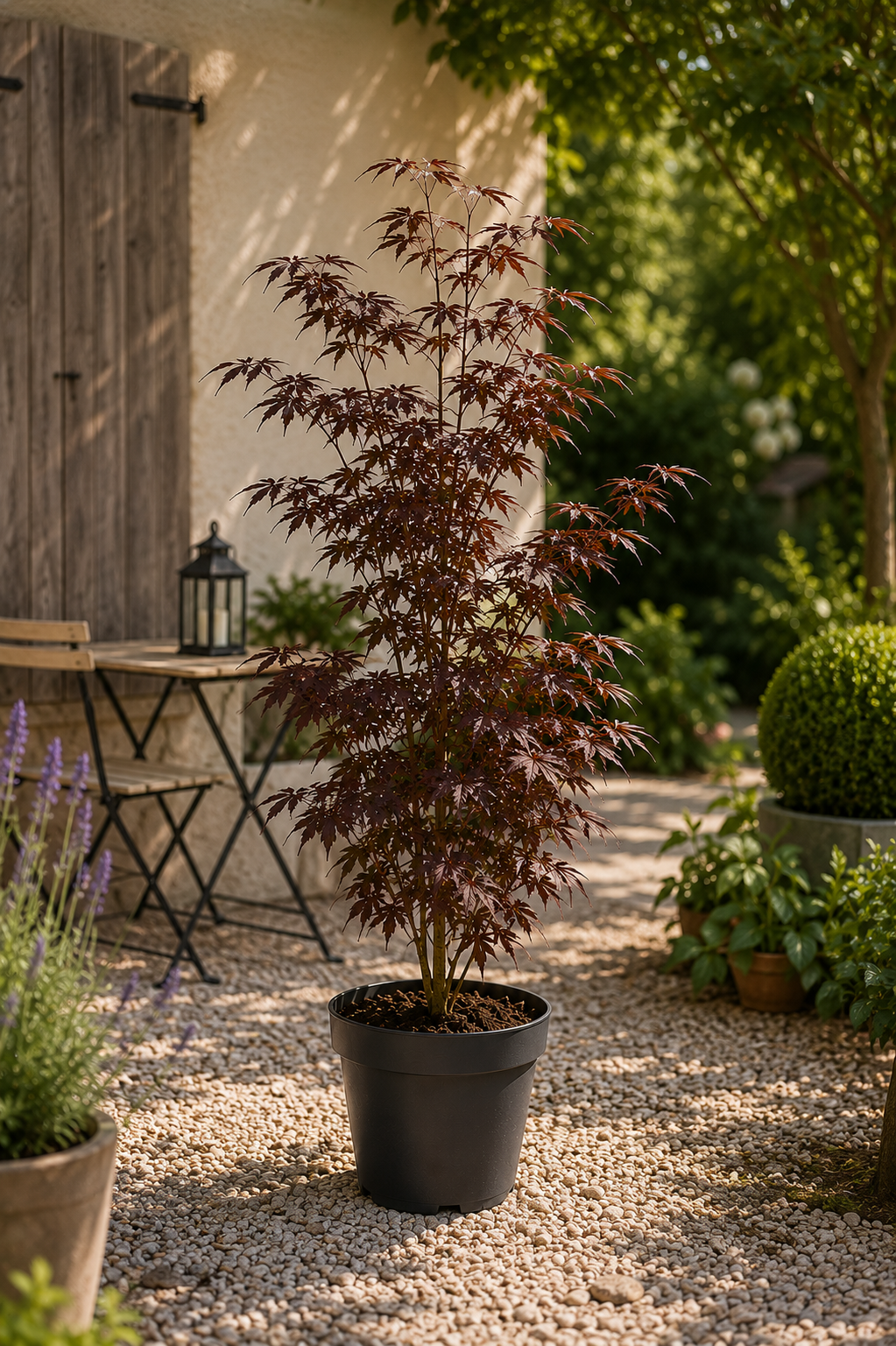 Japanischer Ahorn Roter Zwergahorn Acer palmatum 80-90cm Terrasse Garten Baum